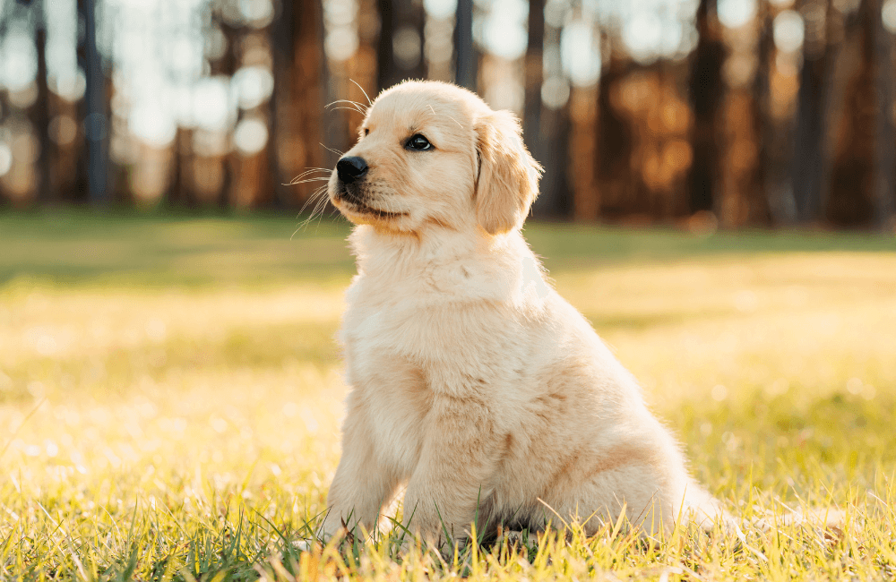 Meadville, PA Veterinary Jobs Conneaut Lake Veterinary Hospital