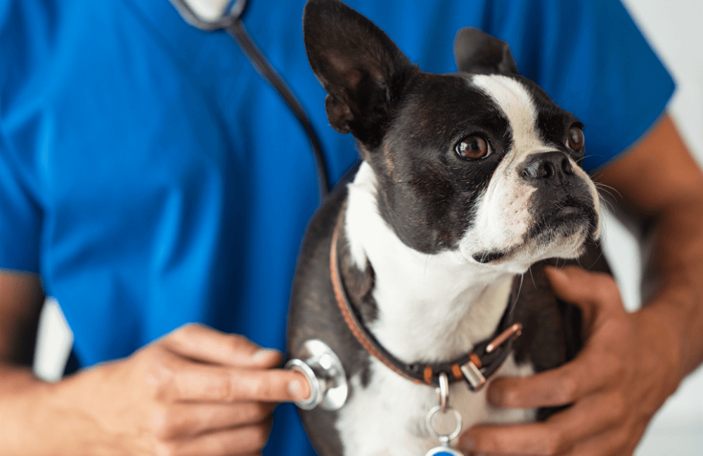 A vet checking a dog with a stethoscope