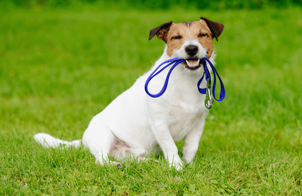 A dog with a leash in its mouth