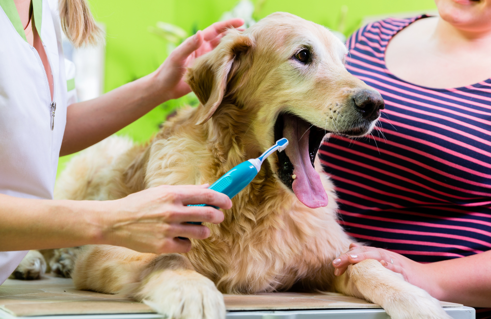 A person cleaning a dog's teeth