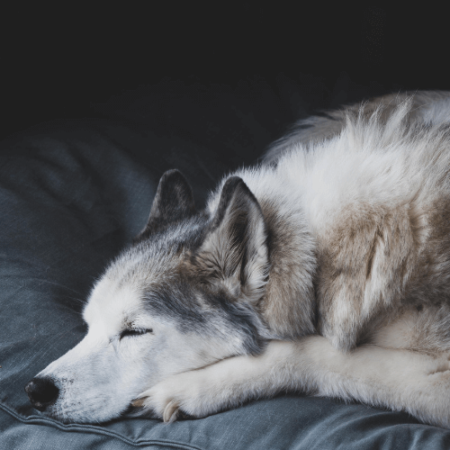 A dog sleeping on a couch