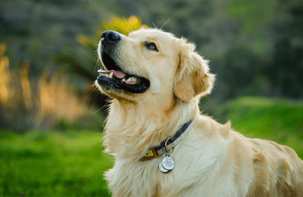 Meadville, PA Veterinary Services Conneaut Lake Veterinary Hospital