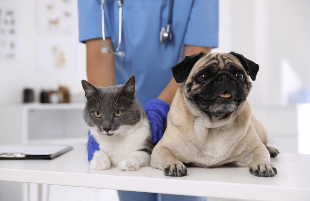 A dog and cat sitting on a table