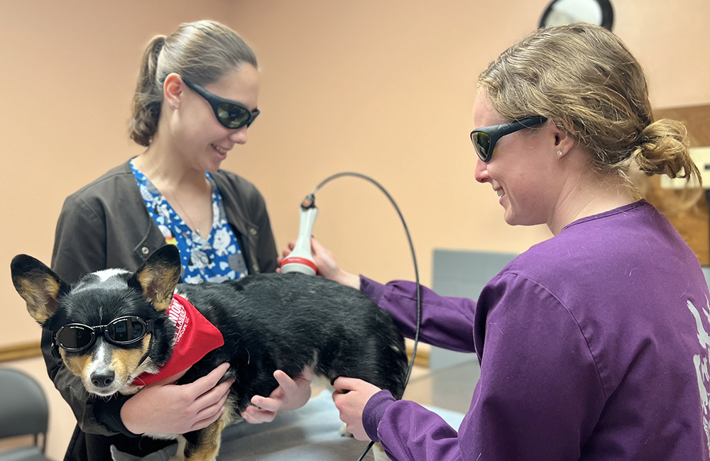 veterinarians giving laser therapy to a dog