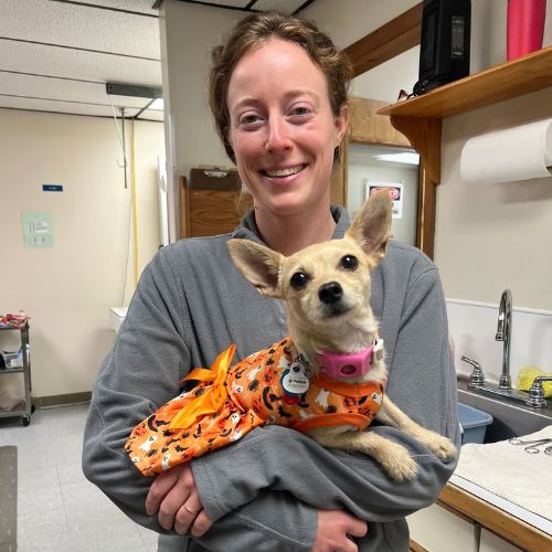 a vet staff cradles a small tan Chihuahua mix wearing an orange Halloween costume