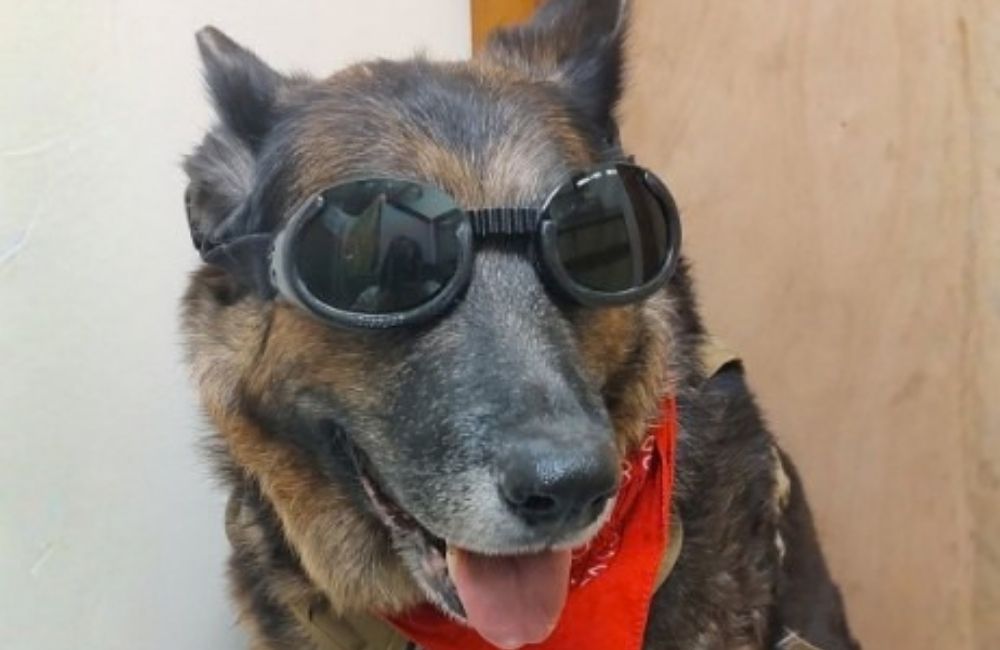 Happy German Shepherd wearing black aviator goggles and a red bandana